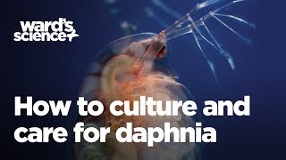 Caring and Culturing for Daphnia [upl. by Lehman]