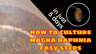 How to Culture Magna Daphnia Easily [upl. by Cressy]