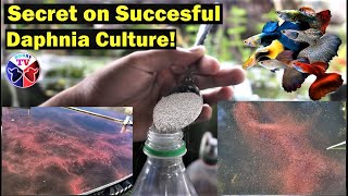 How to Culture Daphnia Successfully [upl. by Calderon672]