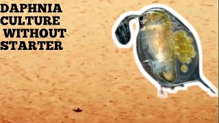 HOW TO CULTURE DAPHNIA NATURALLY WITHOUT A STARTER [upl. by Sivrep148]