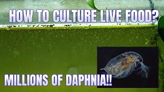 How to Culture Daphnia Secret Method to Breed MILLIONS  Simply Aquatic [upl. by Holli367]