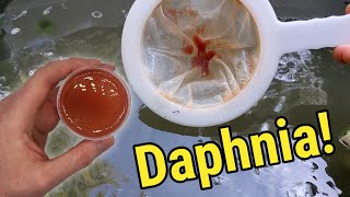 How I Culture Daphnia In Outdoor Tubs [upl. by Bastien]