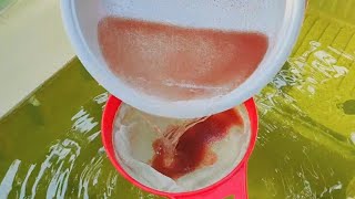 How to culture daphnia  Daphnia culture  How to grow daphnia outdoor [upl. by Ayekat]