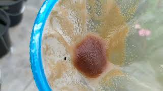 How to culture daphnia moina in a small container Part 1 English Subtitle [upl. by Efron]