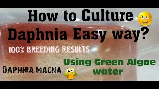 Daphnia MagnaHow to Culture Daphnia Easy wayCulturing Daphnia using Green water Daphnia [upl. by Ameekahs]