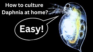 BEST Live Fish Food Beginner guide How to Culture Daphnia at home [upl. by Hyde]