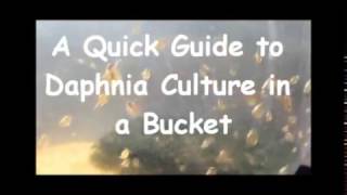 How to culture daphnia outside [upl. by Artinahs722]