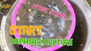 How to culture daphnia moina the easy way 1  Starting the Daphnia culture [upl. by Yrakcaz878]