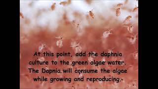 Daphnia  How to grow daphnia in your home [upl. by Woodhead]