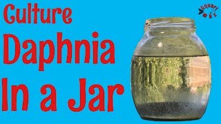 How to Culture Daphnia in a Jar [upl. by Hochman]