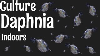 How to Culture Daphnia [upl. by Etnaid]