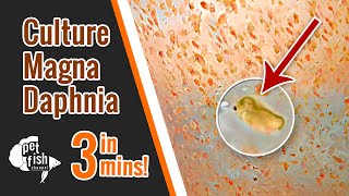 How to culture DAPHNIA MAGNA  The easy way [upl. by Amsirp534]