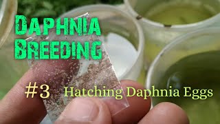 Daphnia Culture made simple and easy 3  Hatching Daphnia eggs [upl. by Haiel]