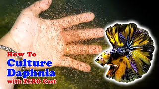 How to Culture Daphnia with ZERO Cost  Unlimited Live Food For Our Fish [upl. by Yanahs750]