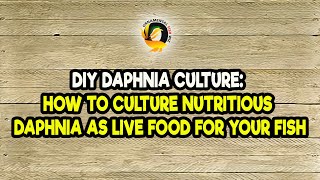 DIY Daphnia Culture How to Culture Nutritious Daphnia as Live Food for Your Fish [upl. by Adnohsel]