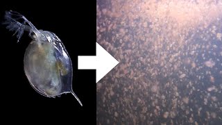 How I Culture Daphnia [upl. by Ilac]