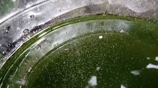 DAPHNIA MOINA CULTURE IN A SMALL BUCKET [upl. by Thora756]