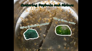 How To Culture Daphnia and Moinas using Green Water Spirulina powder [upl. by Rheba]