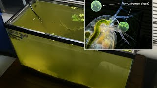 Raising Daphnia for the Freshwater Aquarium [upl. by Janith]