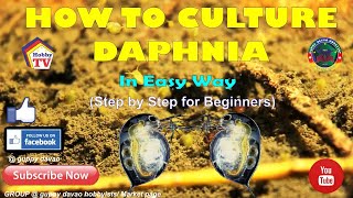 HOW TO CULTURE DAPHNIA In Easy Way [upl. by Culliton]